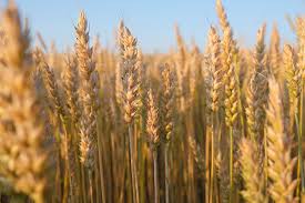 photo of wheat